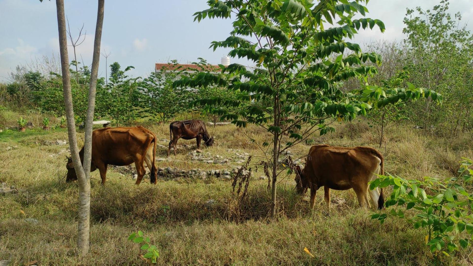 Vaksana Farm Stay Gudraippattu 외부 사진